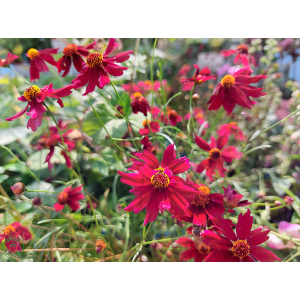 Krásnoočko striedavolisté  (Coreopsis verticillata) ´RUBY RED´ kont. C1L